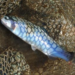 難しすぎるぞ！天竜川ルアーフライ専用区